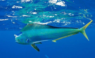 St Barts Fishing Trips