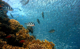 St Barts Scuba Diving